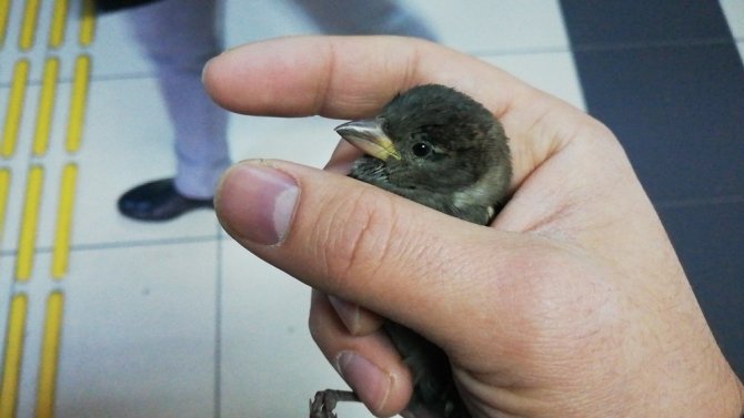 Soğuktan kaçan serçe hastaneye sığındı