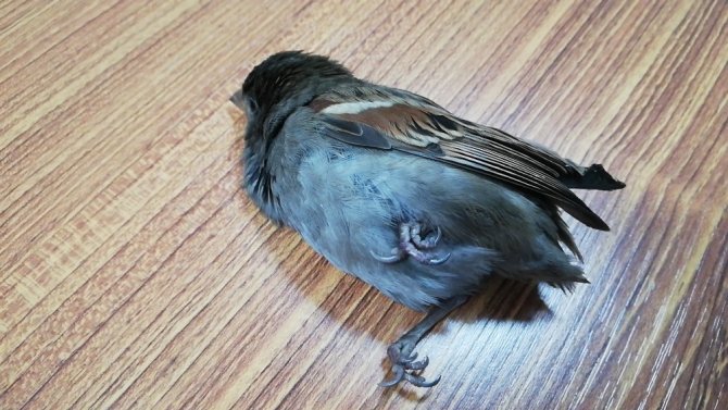 Soğuktan kaçan serçe hastaneye sığındı