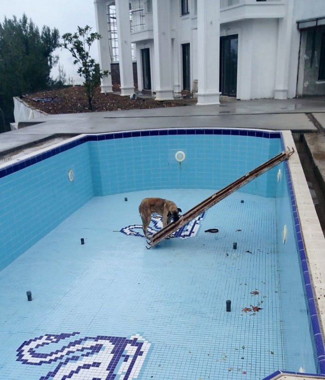Havuza düşen köpeğin yardımına inşaat işçileri yetişti
