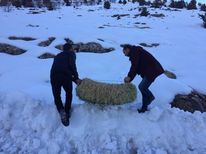 Yaban hayvanları için doğaya yem bırakıldı