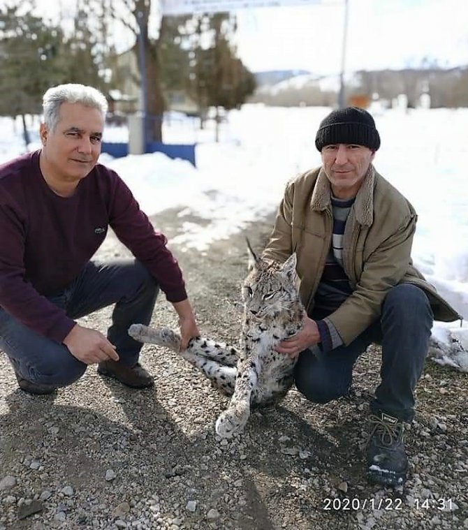 Aracın çarptığı vaşak telef oldu