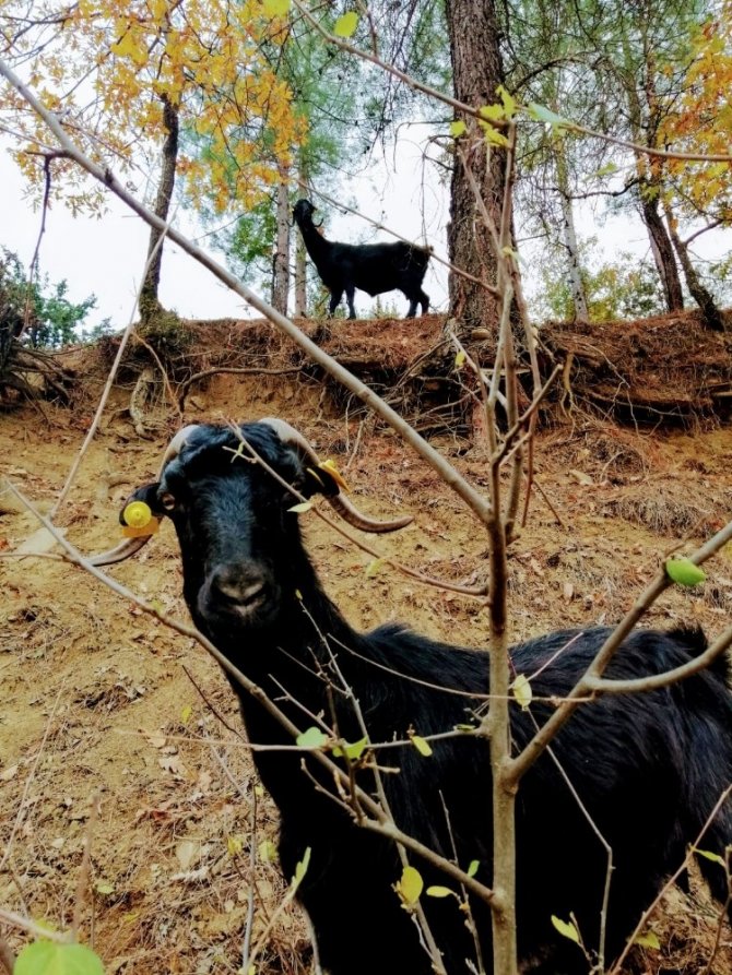 Kahramanmaraş’ta 1 milyon 300 bin küçükbaş hayvan var
