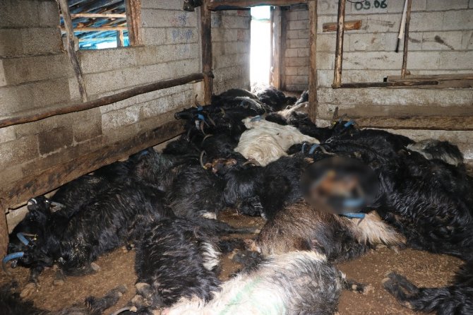 Ahır yangını: 245 keçi ve yavrusu telef oldu