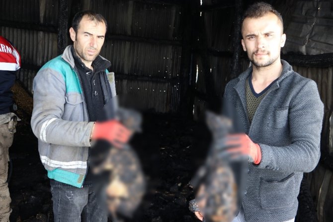 Ahır yangını: 245 keçi ve yavrusu telef oldu