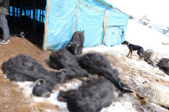 Ahır yangını: 245 keçi ve yavrusu telef oldu