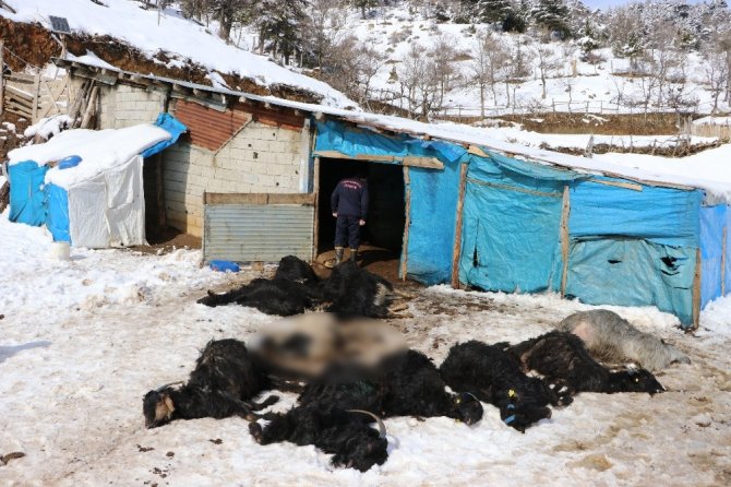 Ahır yangını: 245 keçi ve yavrusu telef oldu