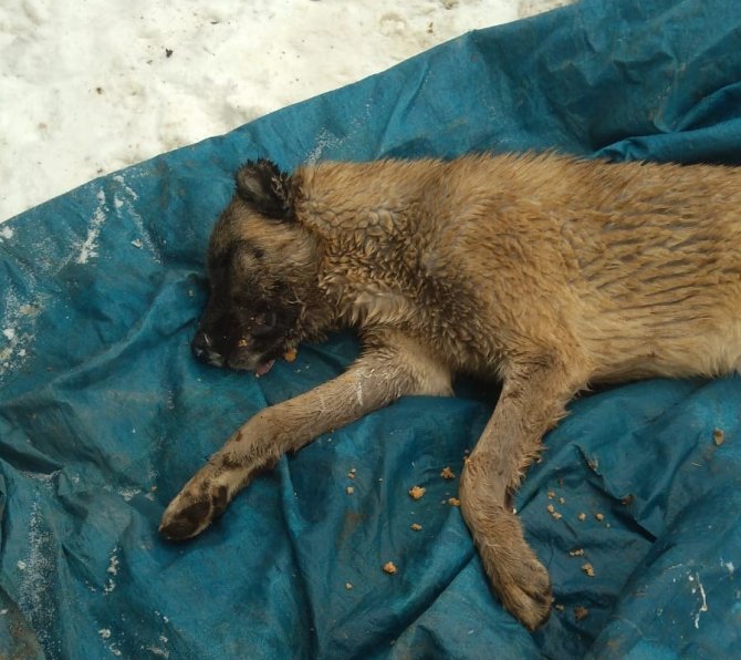 Kahramanmaraş’ta köpekleri zehirlenen vatandaş isyan etti