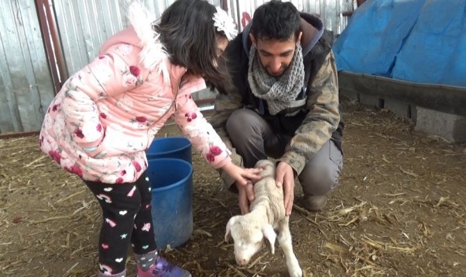 Andırın'da yeni doğan kuzu "anne" diye meledi