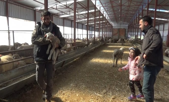 Andırın'da yeni doğan kuzu "anne" diye meledi