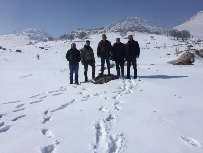 Yaban hayvanları için doğaya bir ton yem bırakıldı