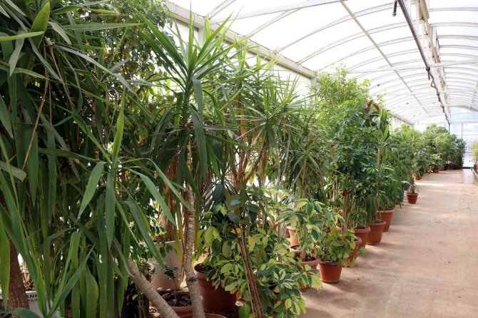 Kahramanmaraş çiçek açacak