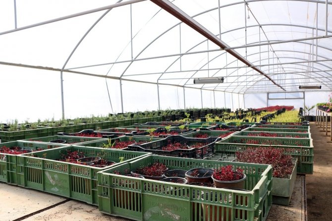 Kahramanmaraş çiçek açacak