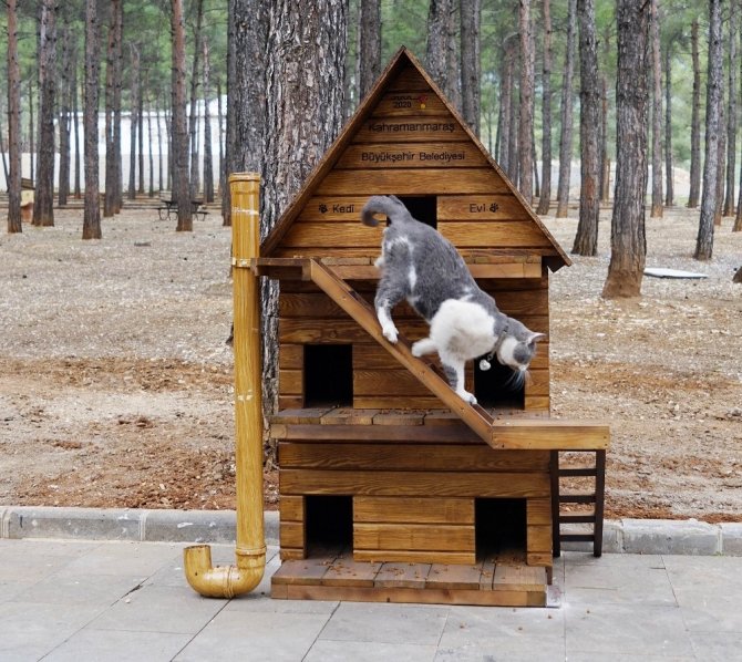 Büyükşehir Belediyesi sokak kedilerini unutmadı