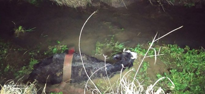 Kahramanmaraş itfaiyesi çamura saplanan inekleri kurtardı