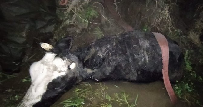 Kahramanmaraş itfaiyesi çamura saplanan inekleri kurtardı