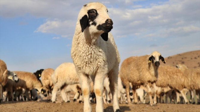 Elazığlı depremzedelere kuzu dağıtıldı