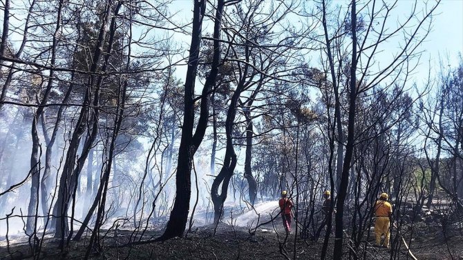 İhmaller sonucu geçen yıl 6 bin 500 hektar orman kül oldu