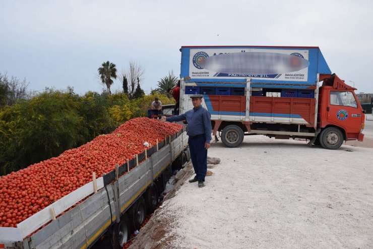Fiyatı 50 kuruşa düşen domates üreticinin elinde kaldı