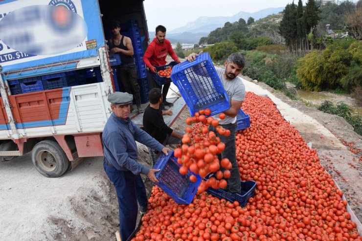 Fiyatı 50 kuruşa düşen domates üreticinin elinde kaldı