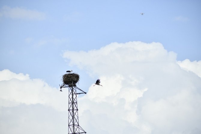 Elektrik direğinin misafirleri geri döndü