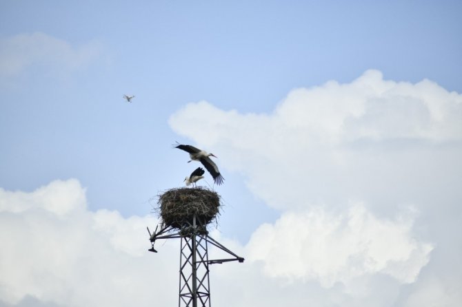 Elektrik direğinin misafirleri geri döndü