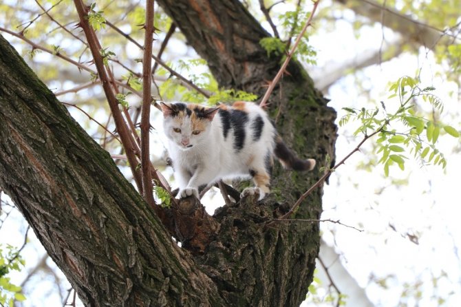 Ağaçta mahsur kalan kediyi itfaiye kurtardı