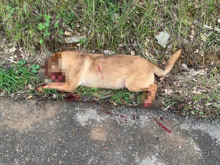 Allah korkusu yok köpeği kurşunladı
