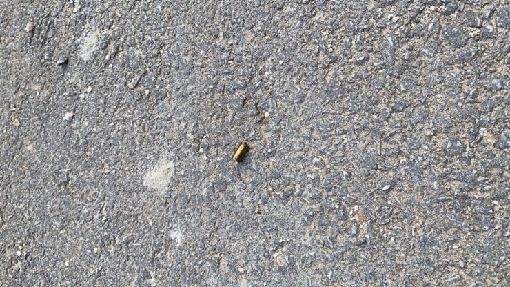 Allah korkusu yok köpeği kurşunladı