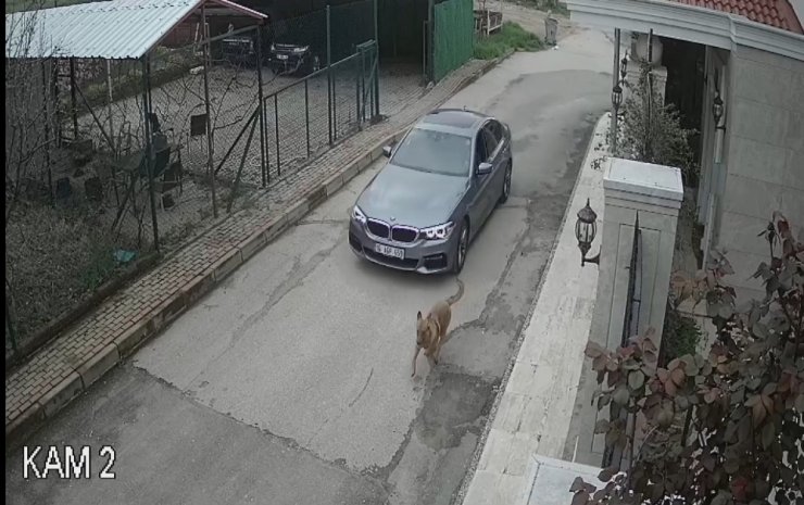 Allah korkusu yok köpeği kurşunladı
