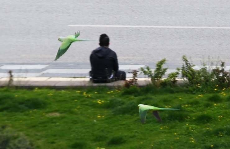 Başkent sokakları yeşil papağanlara kaldı