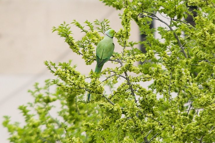 Başkent sokakları yeşil papağanlara kaldı