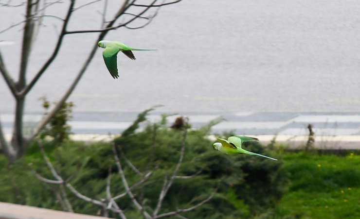 Başkent sokakları yeşil papağanlara kaldı