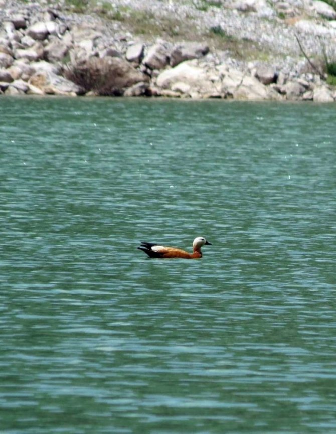 Sadakatin simgesi olan angut kuşu Göksun’da görüntülendi
