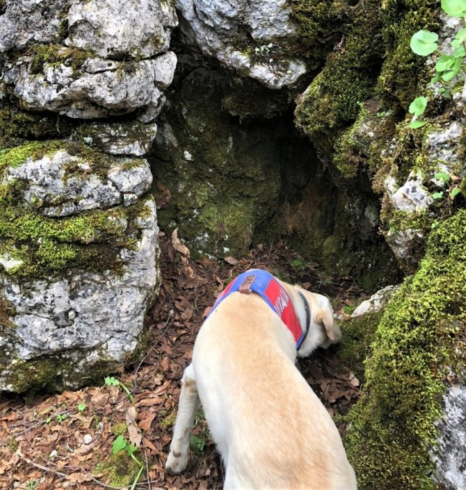 Kaybolan şizofreni hastasını iz arama köpeği yastığından buldu