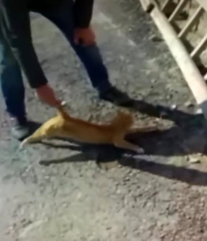 ‘Kediye eziyet’ görüntüleri ile ilgili soruşturma başlatıldı