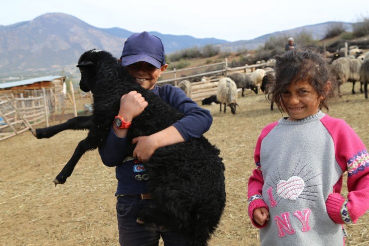 Artvin’de kuzuların anneleriyle buluşması görüntülendi