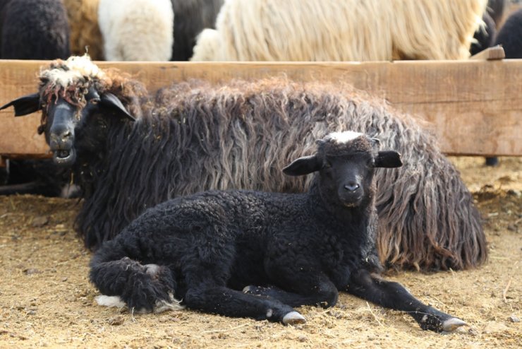 Artvin’de kuzuların anneleriyle buluşması görüntülendi