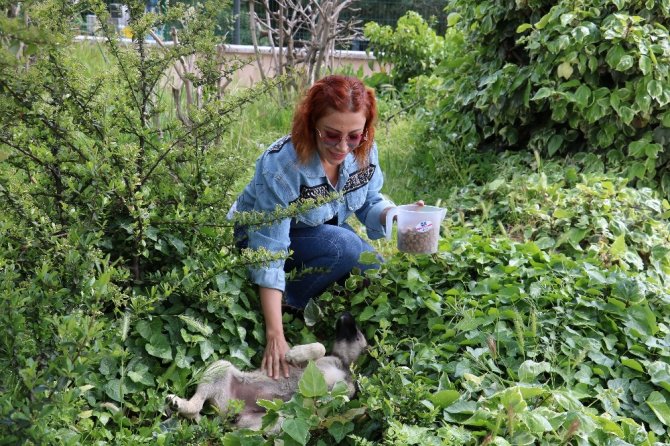 Hayvan dostları sokak hayvanlarını unutmadılar