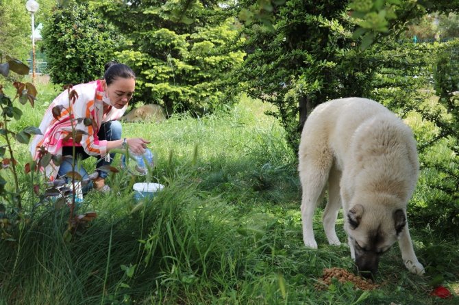 Hayvan dostları sokak hayvanlarını unutmadılar