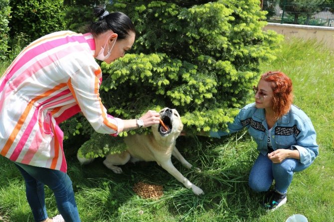 Hayvan dostları sokak hayvanlarını unutmadılar