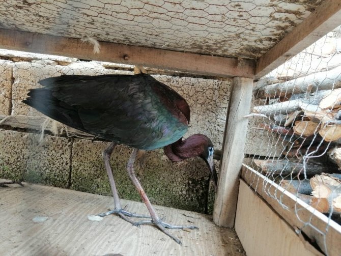Yaralı çeltikçi kuşuna güvenlik korucusundan şefkat eli