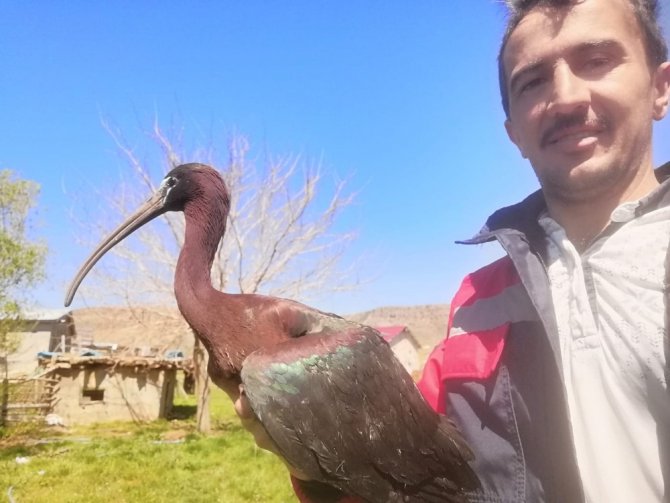 Yaralı çeltikçi kuşuna güvenlik korucusundan şefkat eli