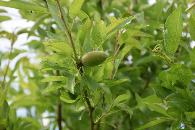 Orman sahalarından 10 ton badem hasat edildi