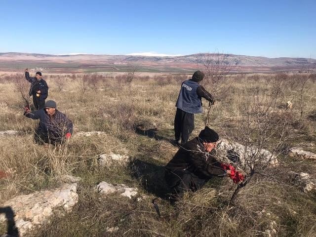Orman sahalarından 10 ton badem hasat edildi