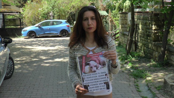 17 yaşındaki kayıp köpeğini bulana 5 bin TL ödül verecek