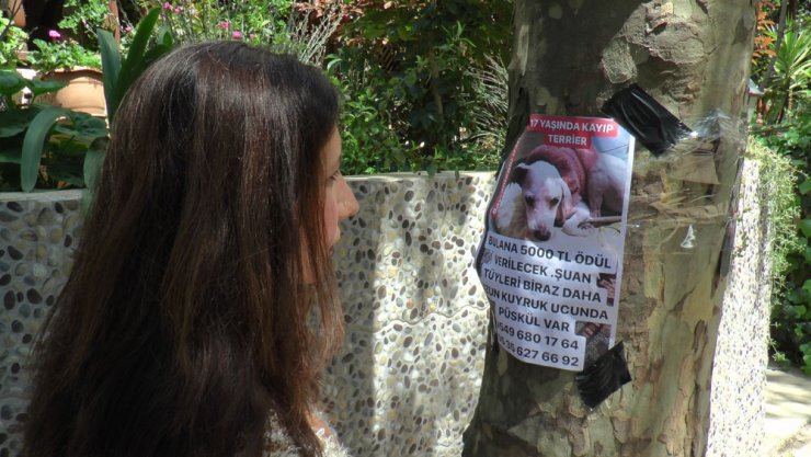17 yaşındaki kayıp köpeğini bulana 5 bin TL ödül verecek