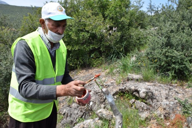 Kahramanmaraş'ta 11 bin yabani ağaç aşılandı