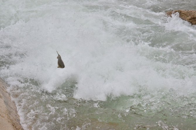 Göç yolunda akıntıya karşı yüzen balıklar, şelaleyi sıçrayarak aşıyor