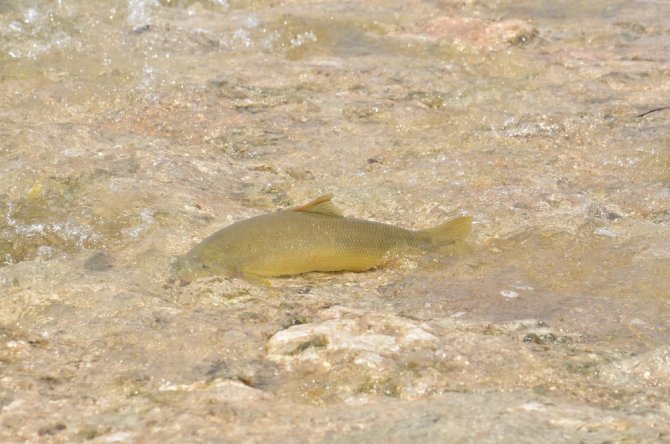 Göç yolunda akıntıya karşı yüzen balıklar, şelaleyi sıçrayarak aşıyor