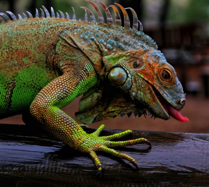 4 yıldır beslediği iguana en yakın arkadaşı oldu